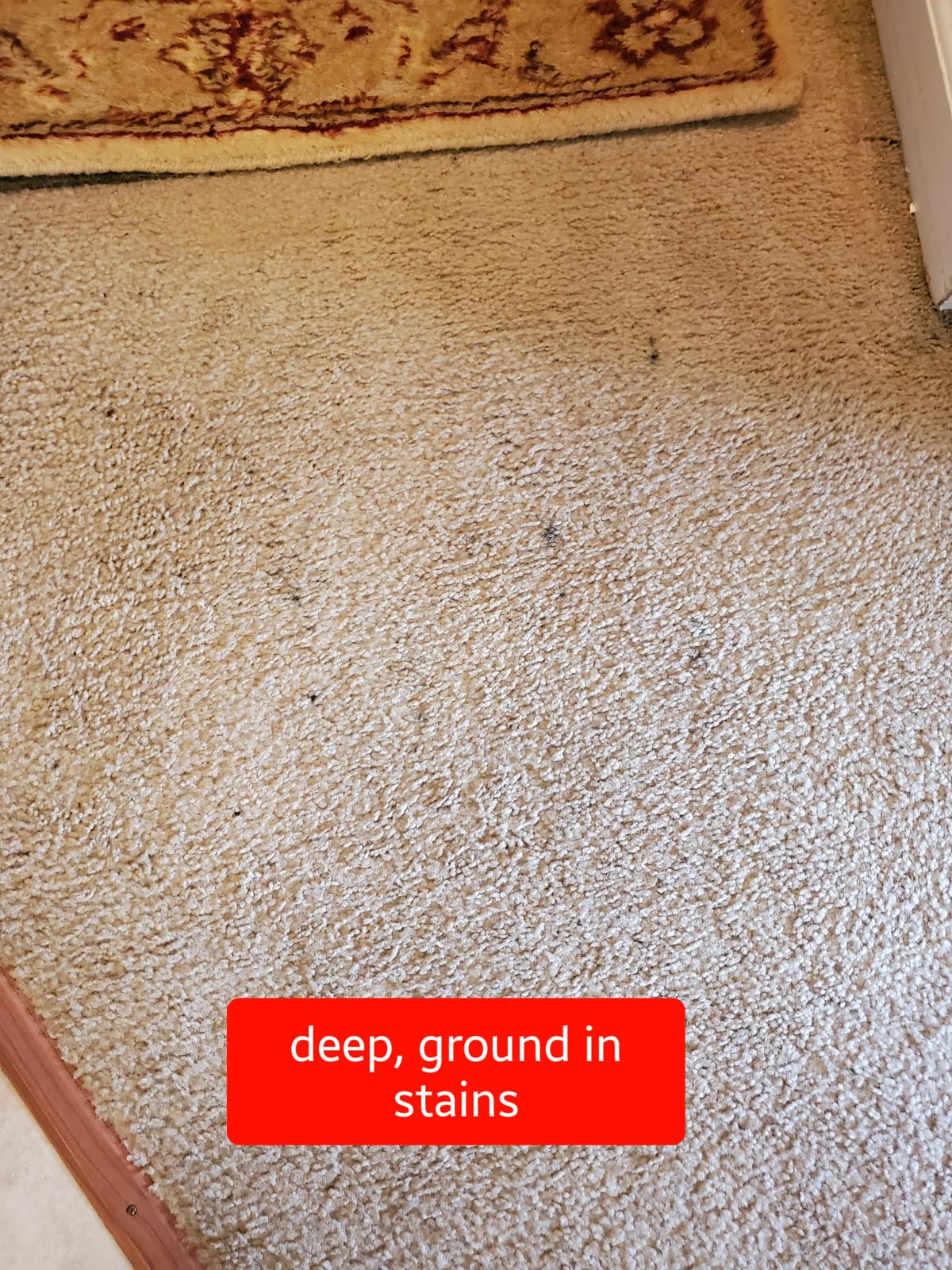 Bissell 78H63 Deep Clean Pro 4X Deep Cleaning Concentrated Carpet Shampoo, 48 ounces - Silver customer photo 1