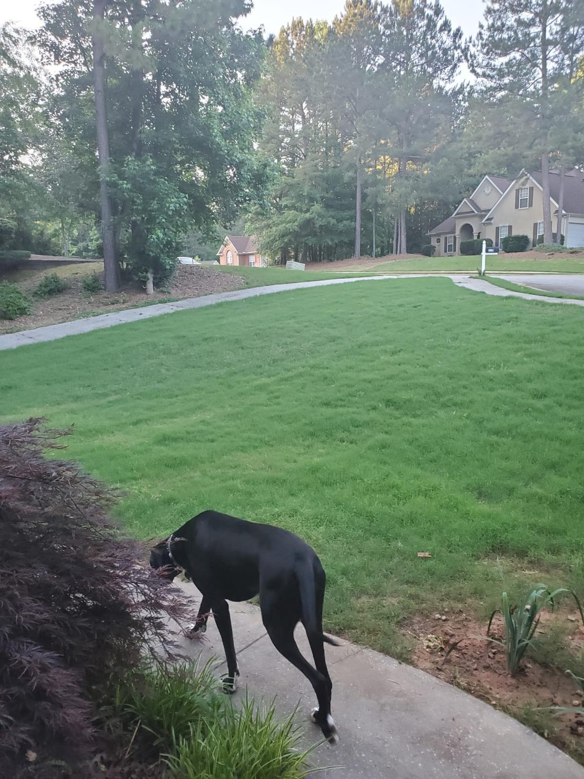 Liquid Lawn Aerator, Loosens and Conditions Compacted Soil, 32oz customer photo 2