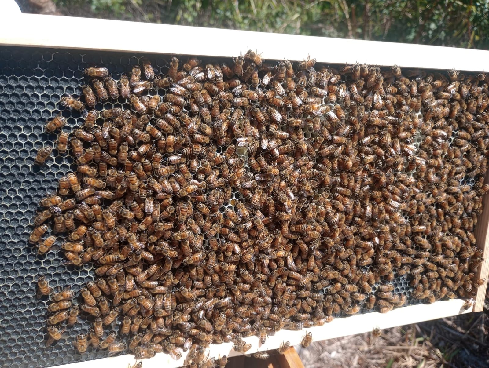 Hoover Hives: The Original Beeswax Coated Beehive Kit. Includes 2 Deep & 1 Medium Boxes with 10 Wooden Frames & Heavy Wax Coated Foundations. Easy Assembly with Predrilled Holes& Screws (Unassembled) customer photo 2