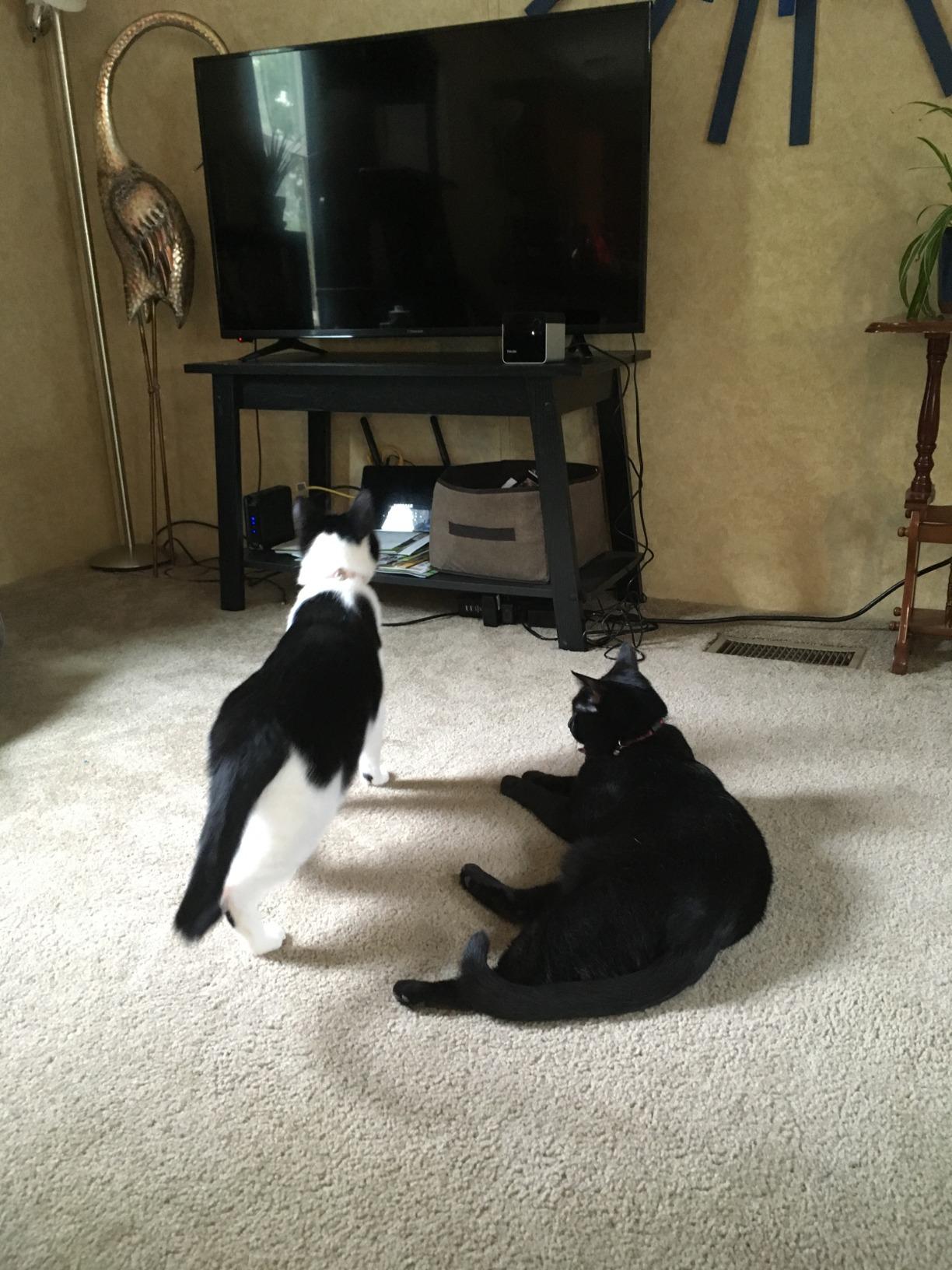 Petcube Play 2 - Wi-Fi Pet Camera with Laser Toy for Cats & Dogs customer photo 2