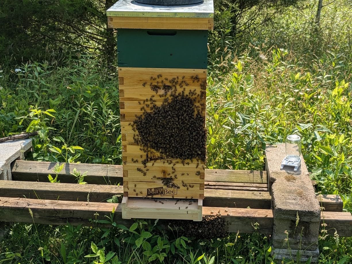 Honey Lake 8 Frame Beehive Starter Kit – Beeswax Coated Deep Beehive Box with Frames, Complete Beekeeping Kit for Beginners with Bee Smoker, Hive Tools, Brush, Gloves & Veil Hat customer photo 1