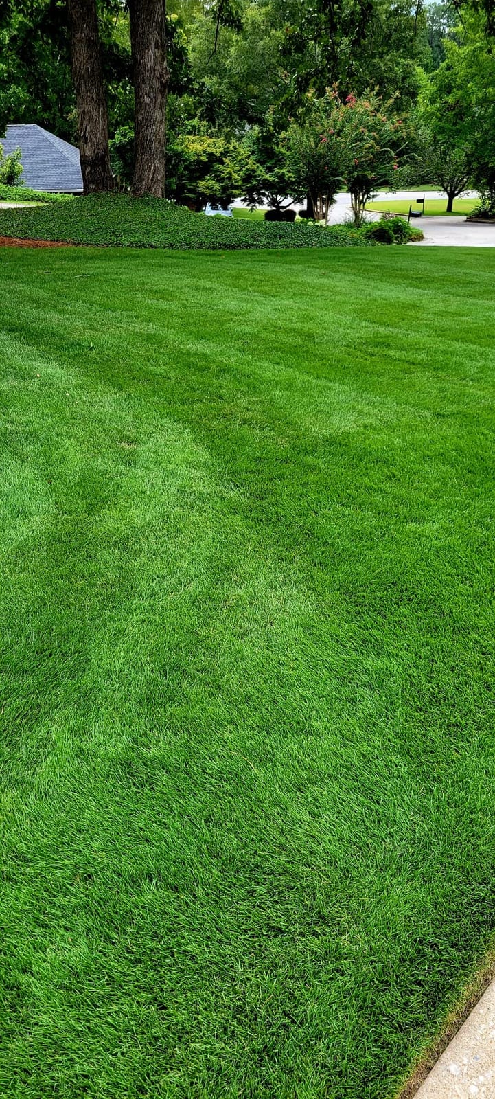 Covington Liquid Lawn Dethatcher (32oz) – Liquid Aerator Concentrate & Humic Thatch Remover, Soil Softener & Grass Thatch Buster for Lawns & Gardens – Kids & Pet Safe, Made in USA customer photo 2