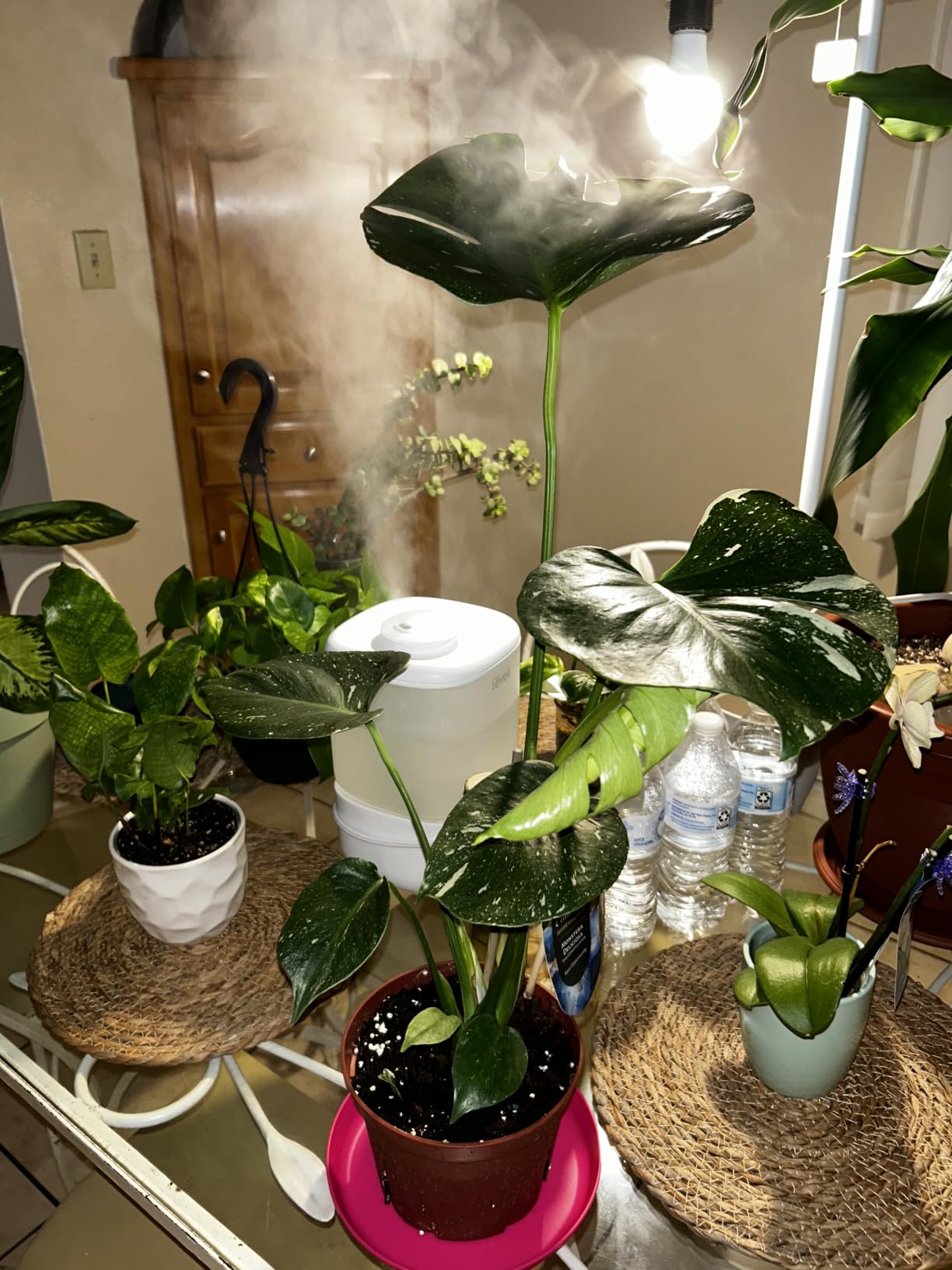 Levoit Top Fill Humidifiers for Bedroom, 2.5L Tank for Large Room, 28dB customer photo 2