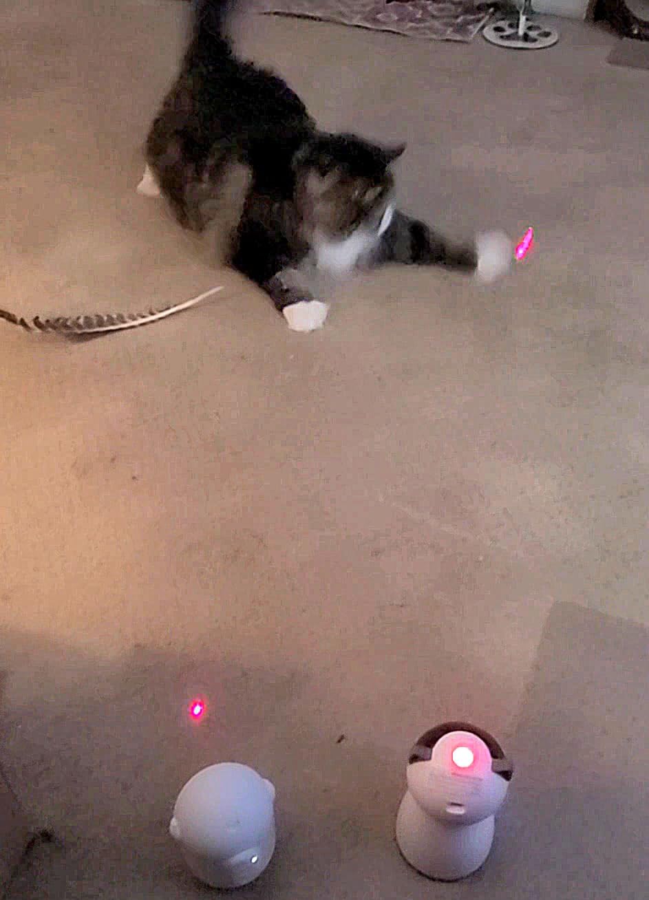 YVE LIFE Interactive Cat Toys Laser for Indoor Cats,Automatic Kitten Toys | 4th Gen Motion Activated Real Random Trajectory Laser Pointer Cat Toy, USB Rechargeable Cat Enrichment Toys customer photo 1