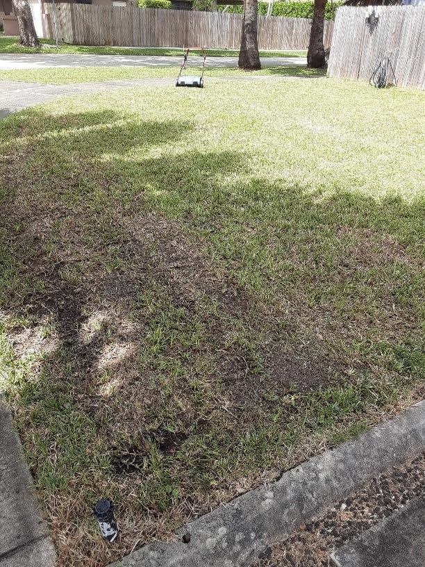 SENIX 13 Amp 15-Inch 2-in-1 Electric Dethatcher and Scarifier with 13.2-Gal Collection Bag,4-Position Depth Adjustment,Walk Behind for Lawn Garden Care Removing Thatch,Quick-Fold(SCE13-M) customer photo 2