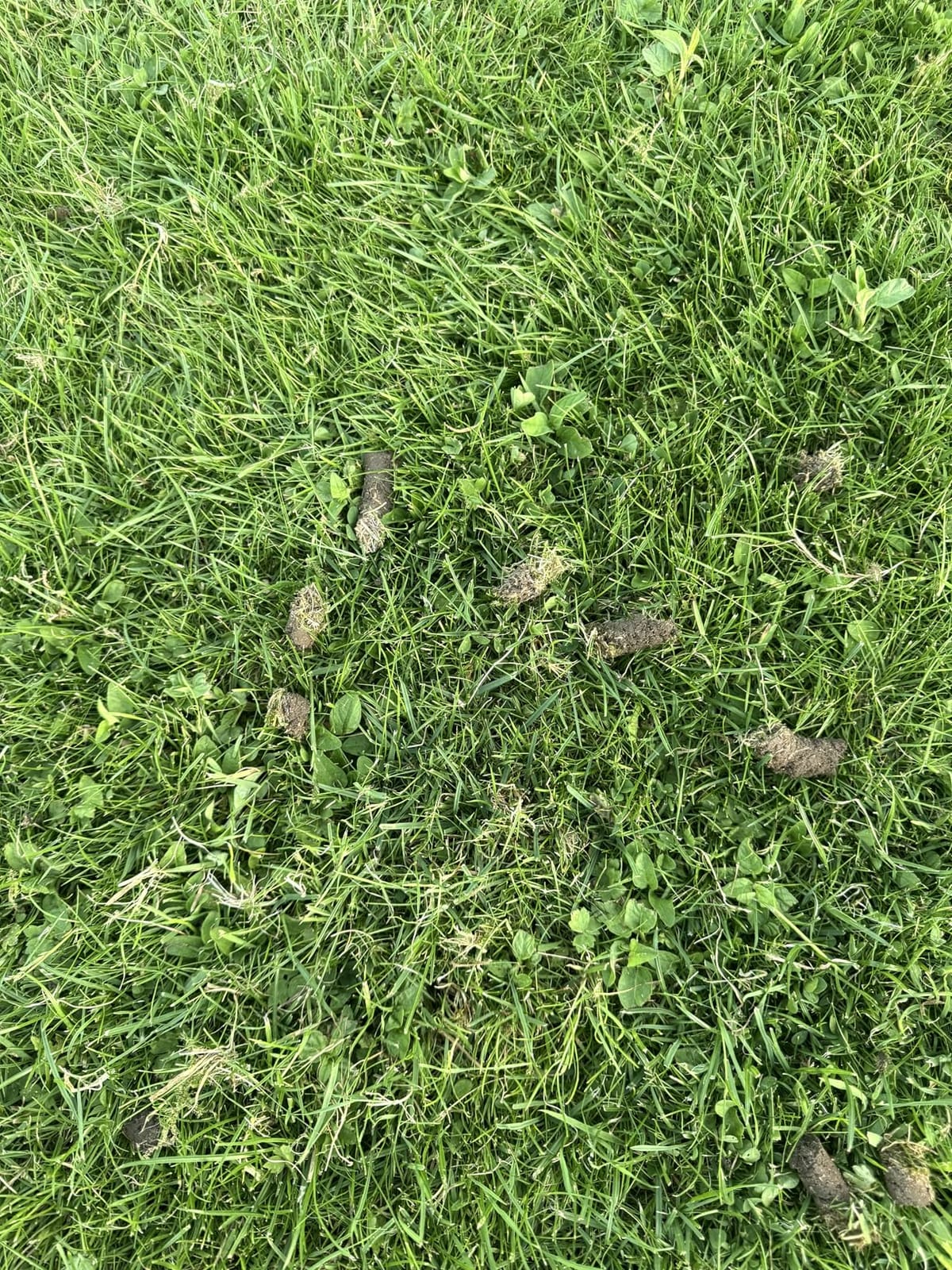 Patented Rolling Lawn Aerator Manual Coring Tool Compacted Soil Loosening customer photo 2