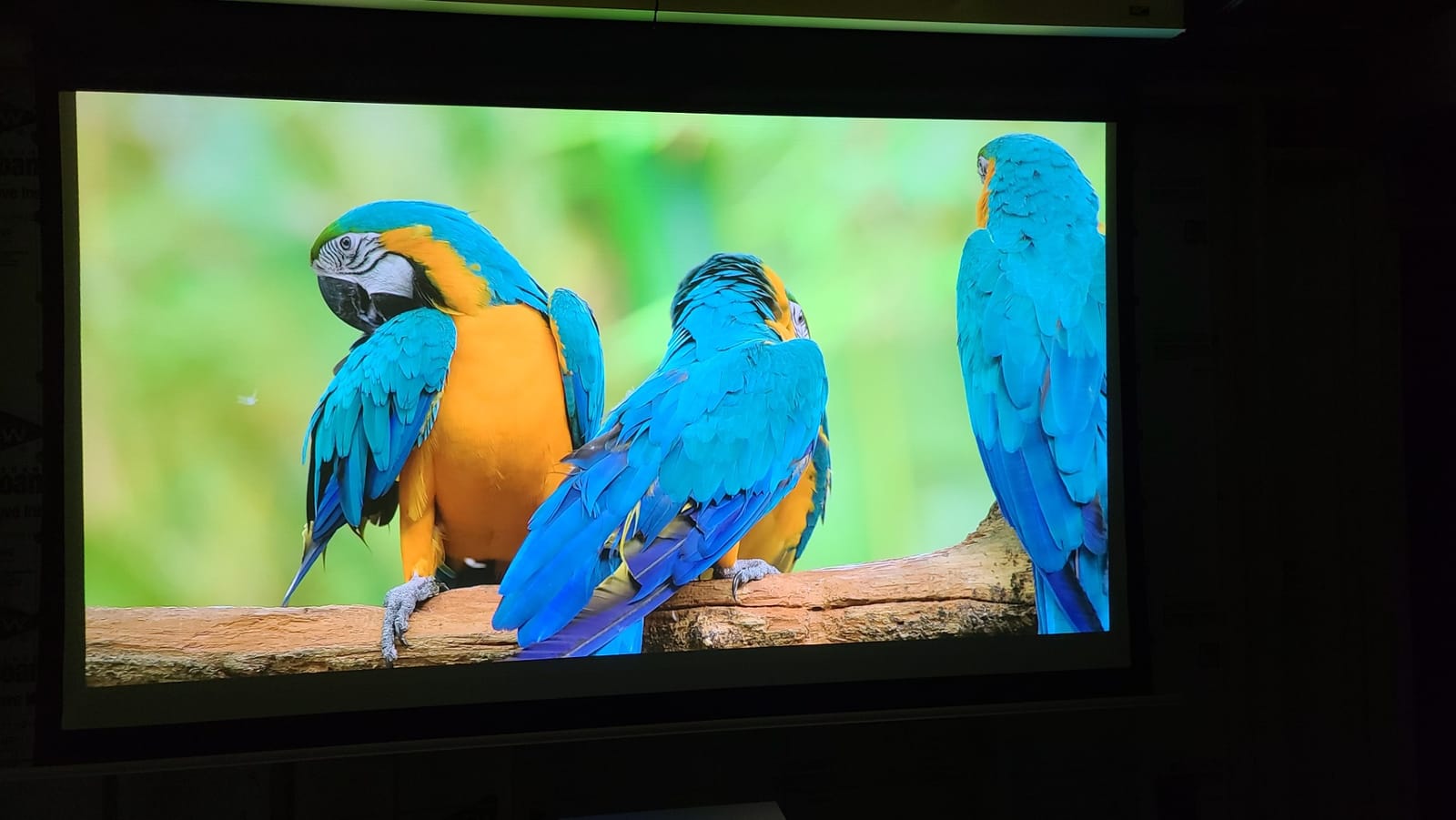 WEMAX Nova Pro 4K Ultra Short Throw Projector, Google TV, 2100 ISO Lumens customer photo 1