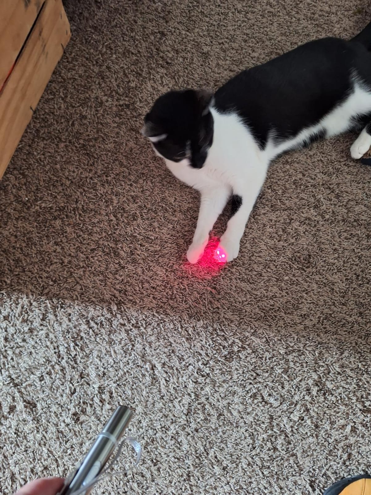 Cat Laser Pointer Toy, 3 Light Modes, 5 Fun Patterns, Interactive customer photo 1