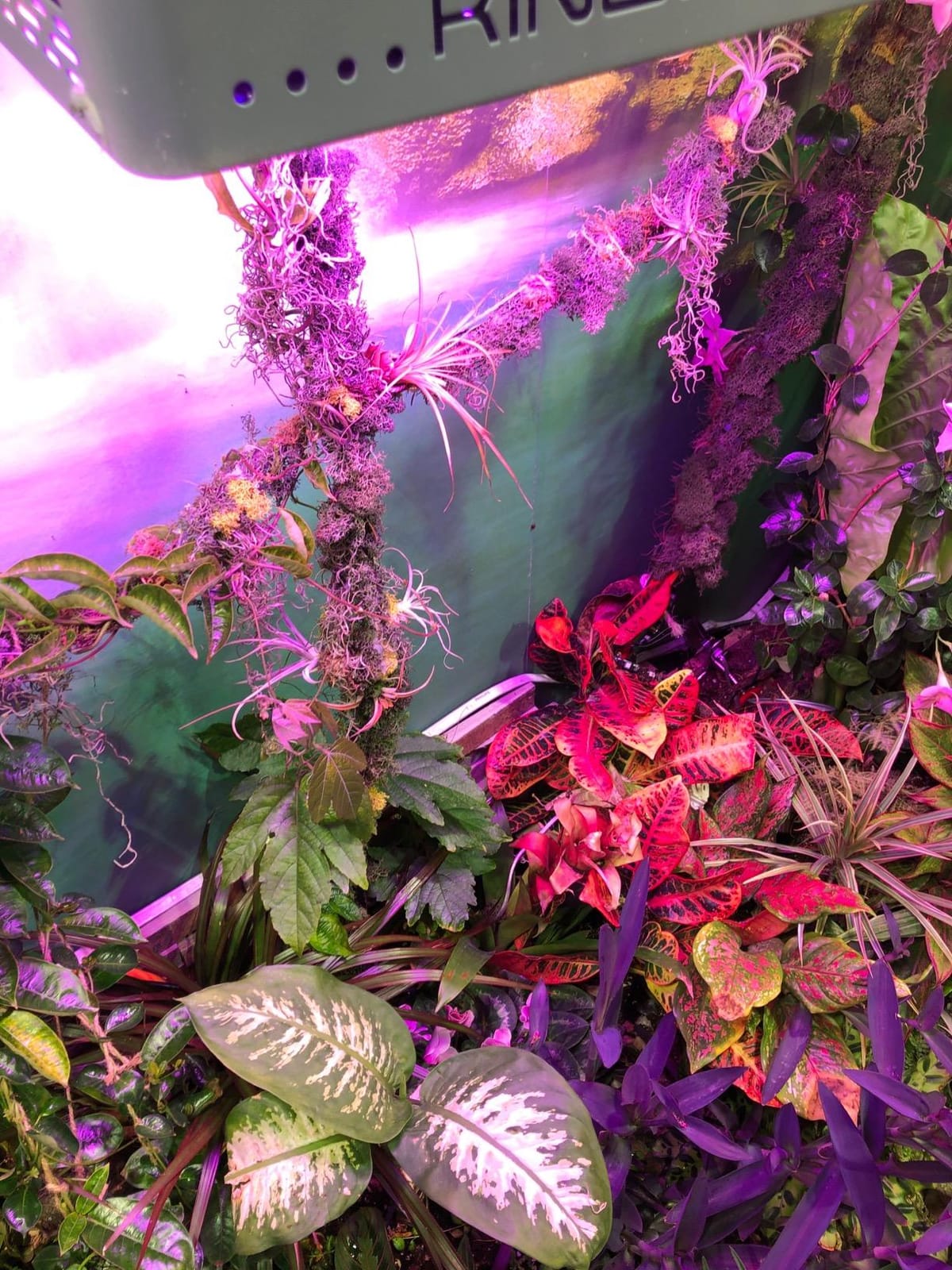 KingLED KP1000 Grow Light for Indoor Plants, Fits 2x2, 2x3 & 2x4 ft Tents customer photo 1