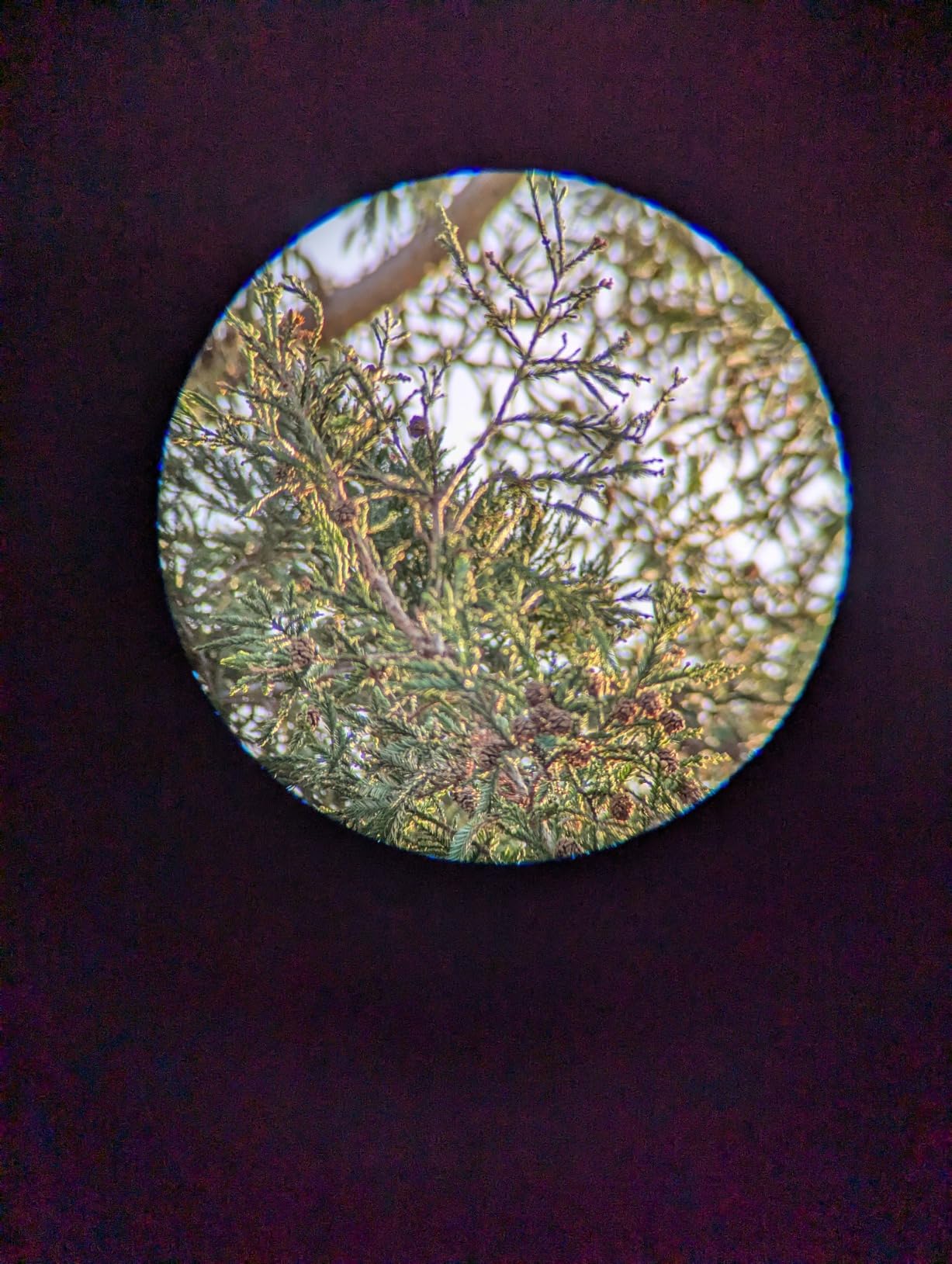 Celestron Ultima 20-60x80 Spotting Scope with Smartphone Adapter customer photo 2