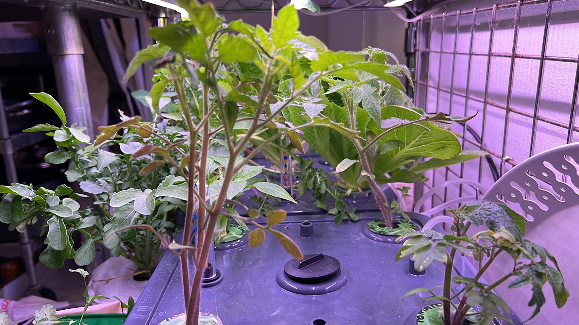 Barrina T5 Grow Lights, Full Spectrum, 2ft 80W (8 x 10W), Yellow, 8 Packs customer photo 2