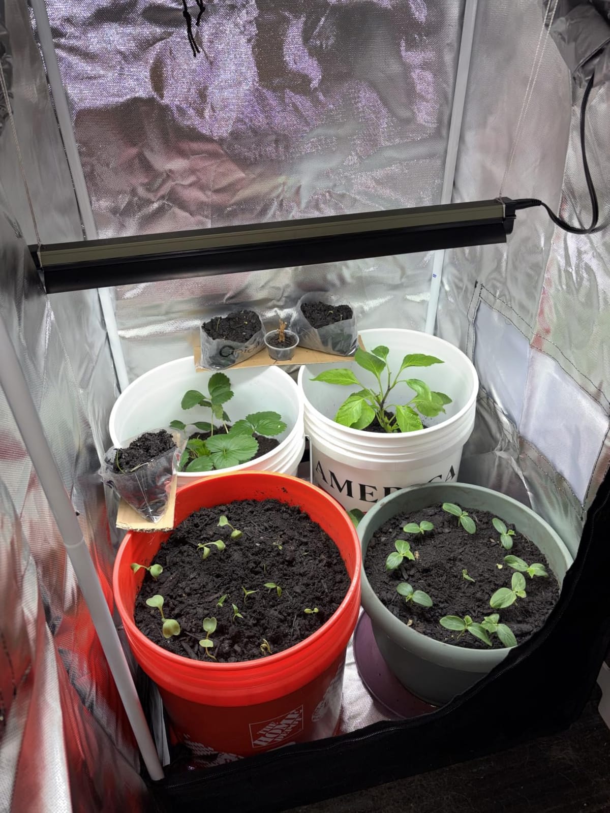 zazzy 2'x2' Grow Tent 24