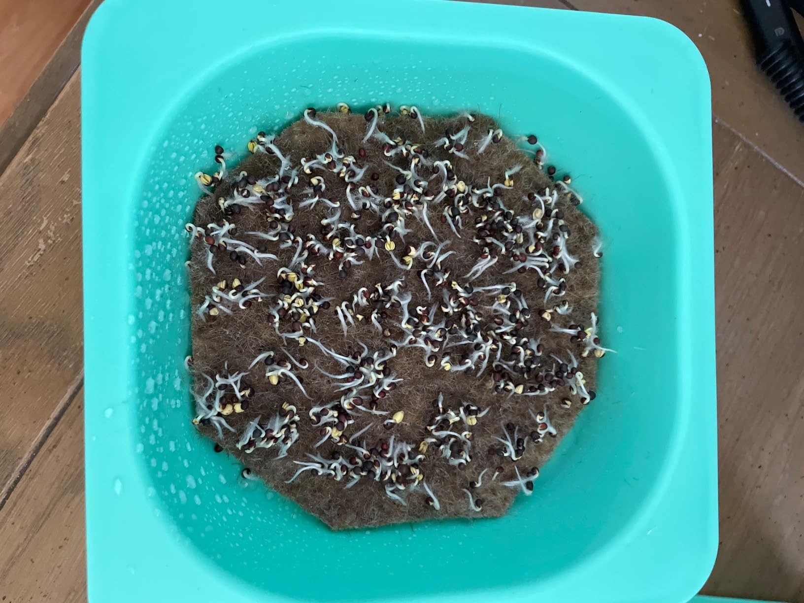 Sow Right Seeds - Large Microgreens Seed Collection for Planting Indoors customer photo 1