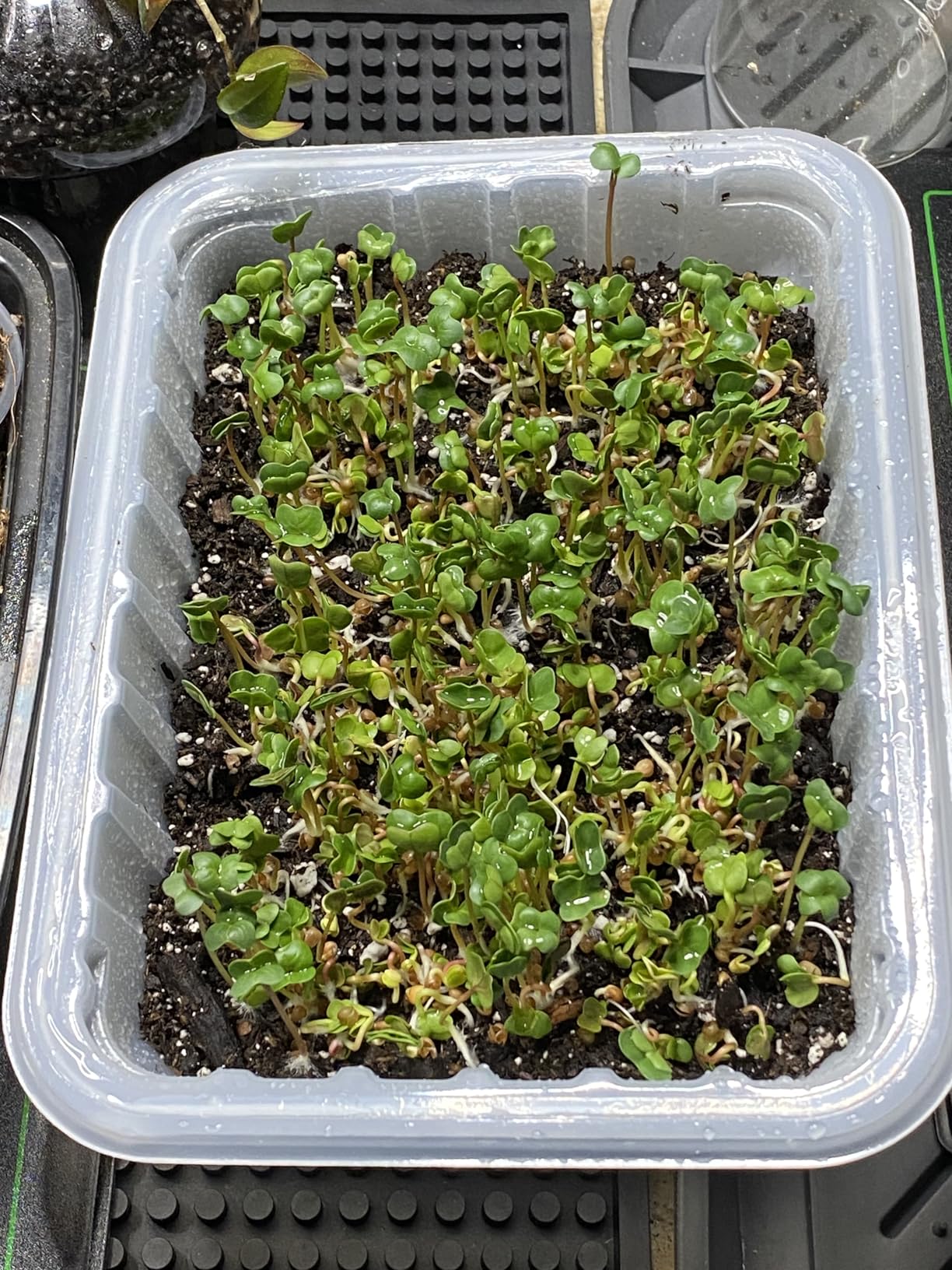 Sow Right Seeds - Large Microgreens Seed Collection for Planting Indoors customer photo 2
