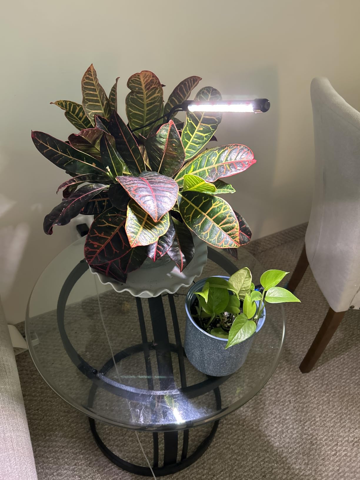 Hywyimlait LED Grow Light Strips for Indoor Plants Full Spectrum 3500K, 96 LEDs Plant Light Bar with 3/9/12H Timer, 10 Dimmable Levels for Seedling Succulent and Shelf, 13 Inches, 1 Head 2 Pack customer photo 2