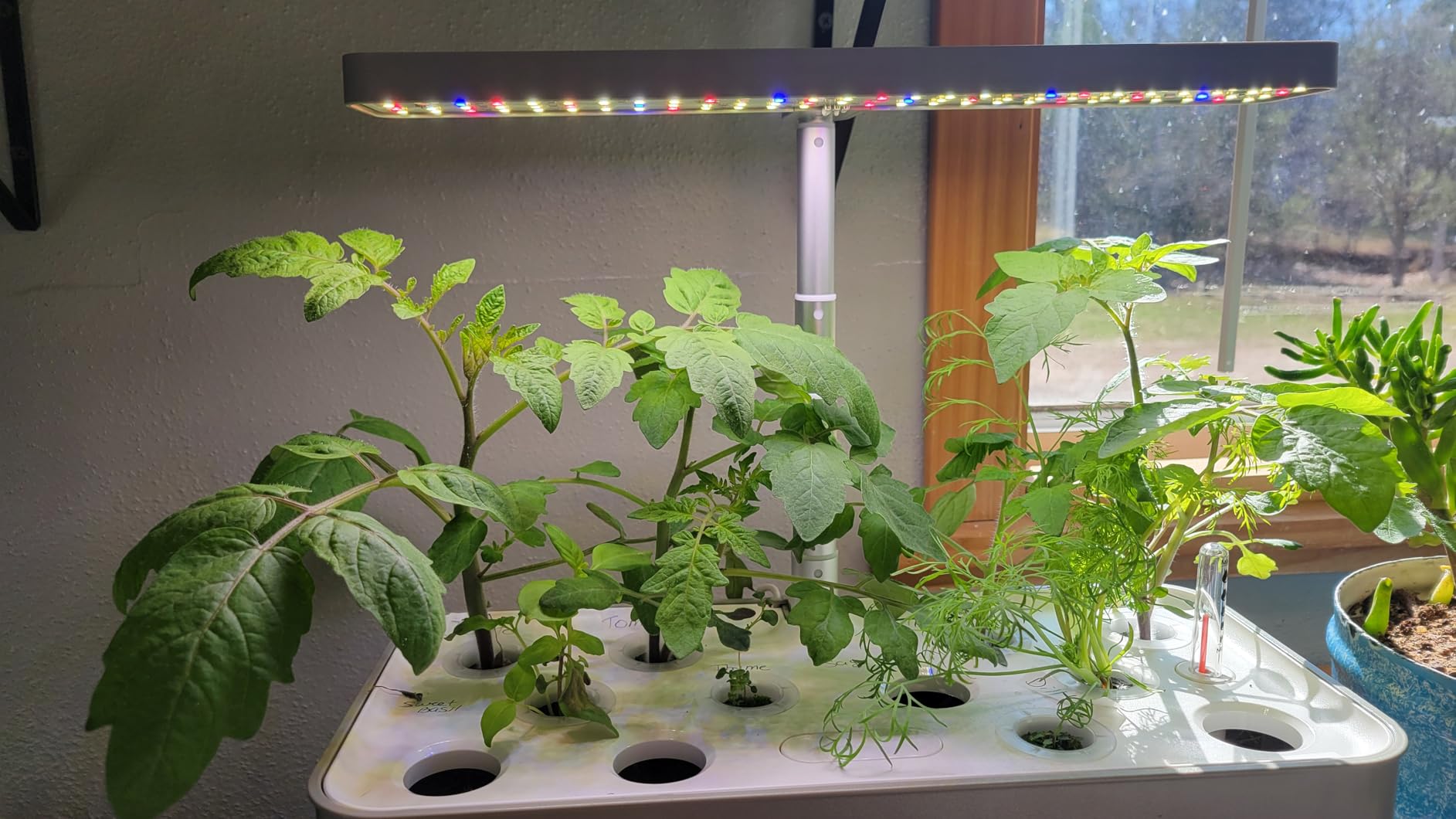 SUNCOZE Hydroponics Growing System, Compact 12 Pods Indoor Garden, Beige customer photo 1