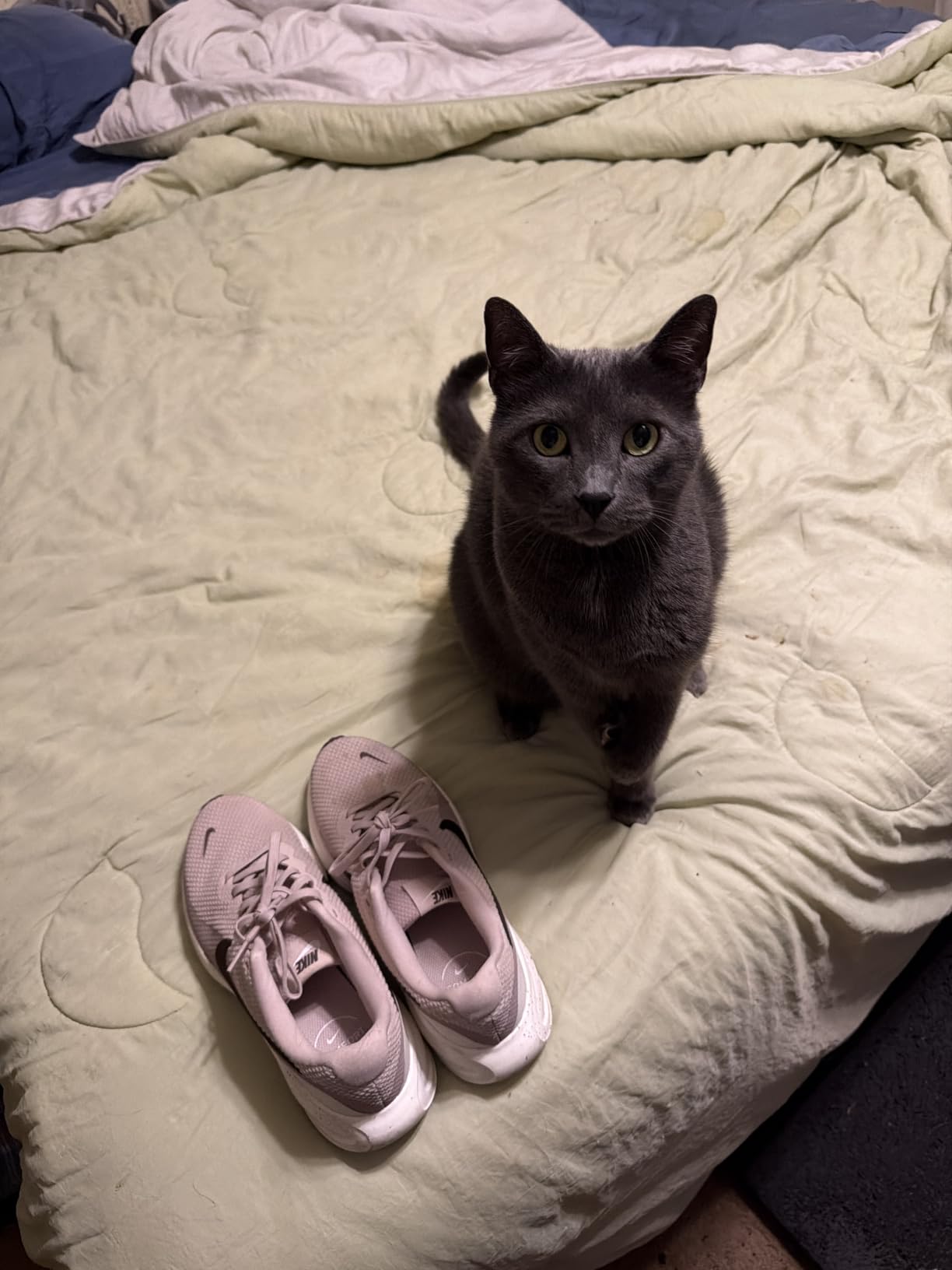 Nike Women's Revolution 8 Road Running Shoes customer photo 1