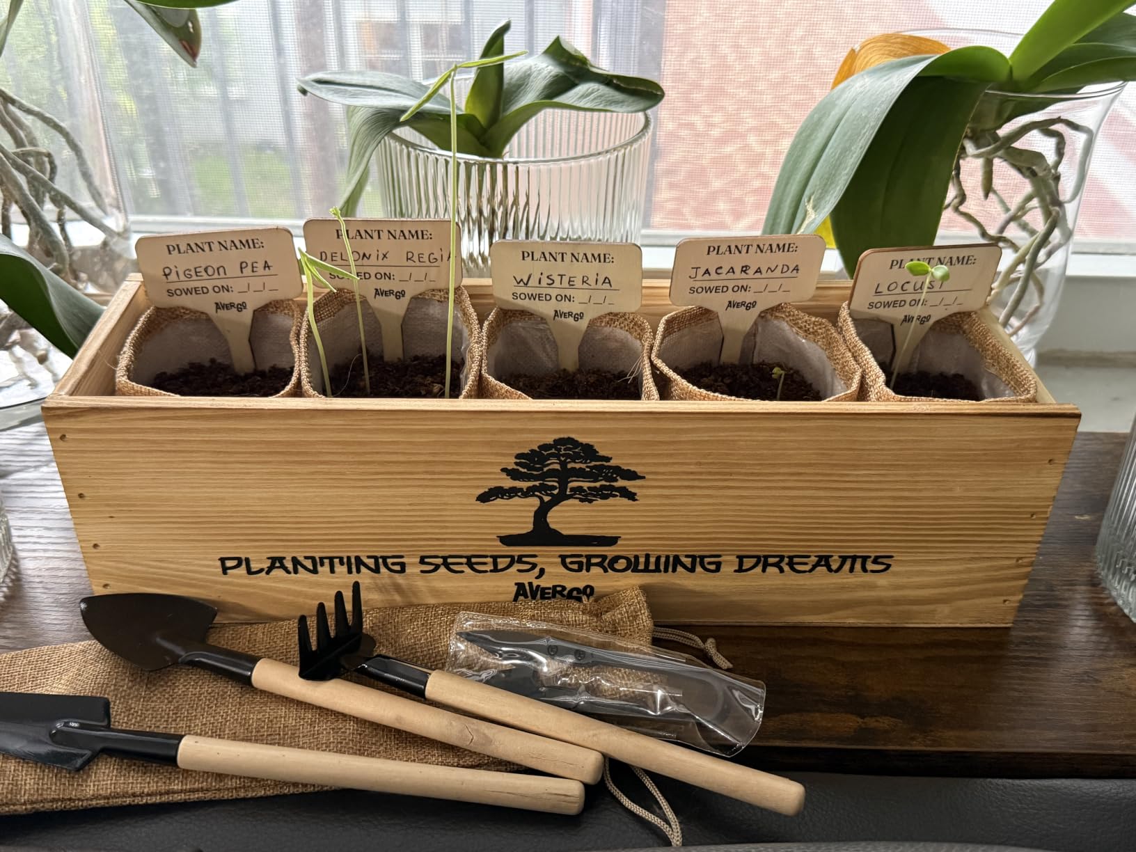 Indoor Herb Garden Kit, Herb Growing Kit for Kitchen and Windowsill customer photo 1