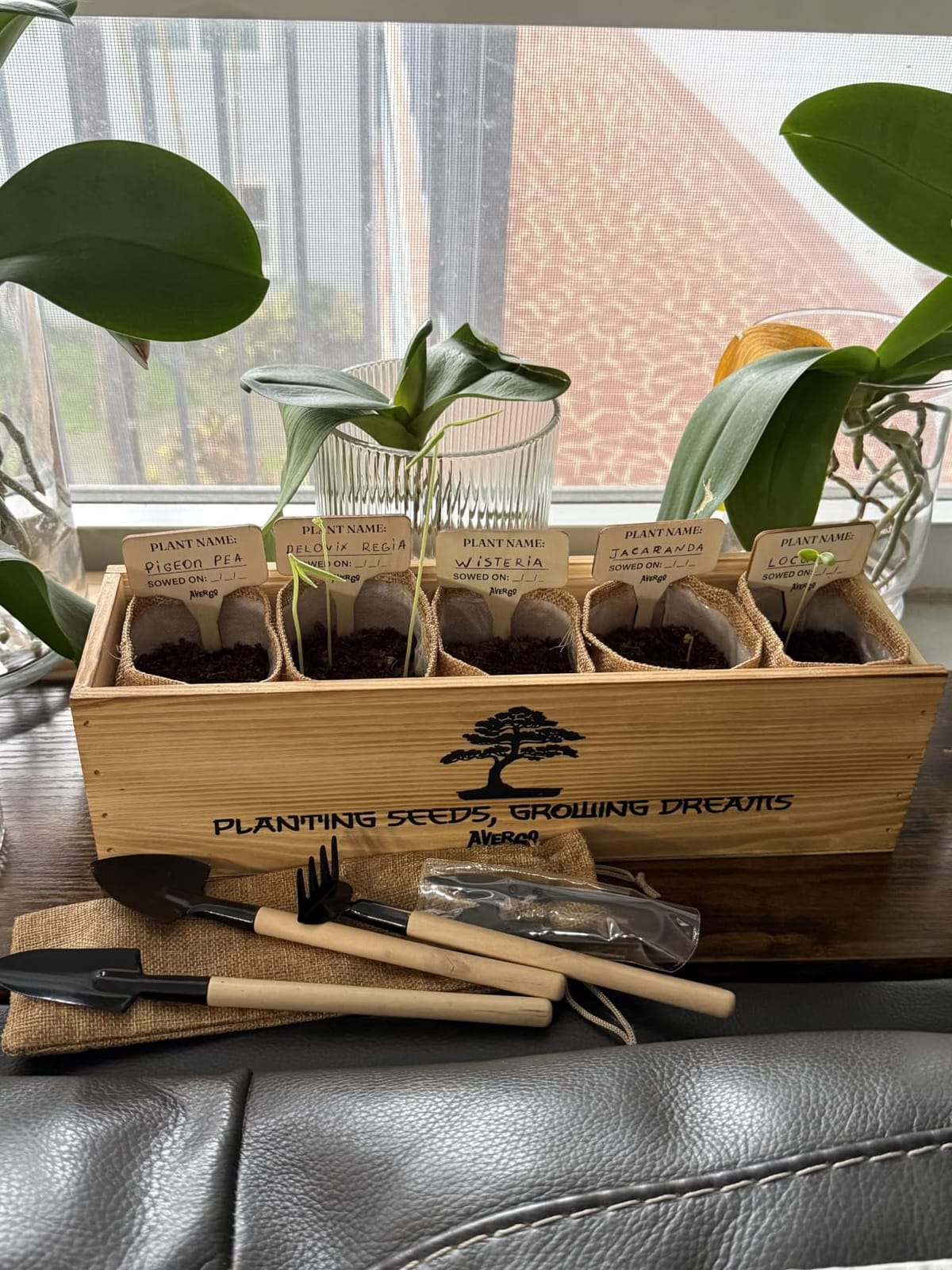 Indoor Herb Garden Kit, Herb Growing Kit for Kitchen and Windowsill customer photo 2